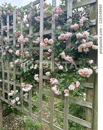rose	 126349995