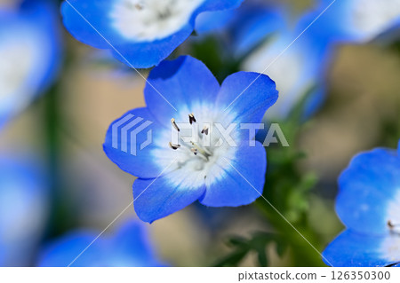 Blue nemophila flowers 126350300