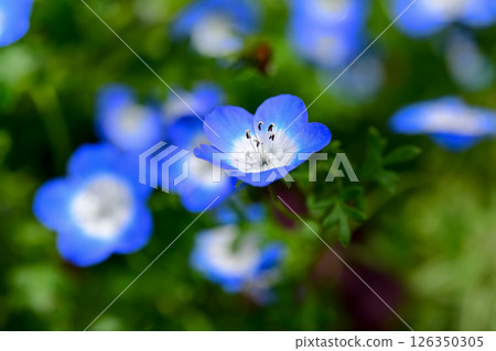 Blue nemophila flowers 126350305