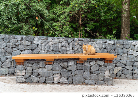 A fluffy orange cat resting on a wooden bench beside a stone wall in a green park during daylight 126350363