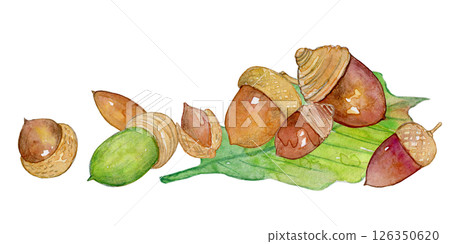 Watercolor illustration: Collecting acorns 126350620