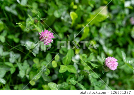 Clover flowers bloom in a lush green garden during a sunny afternoon in springtime 126351287