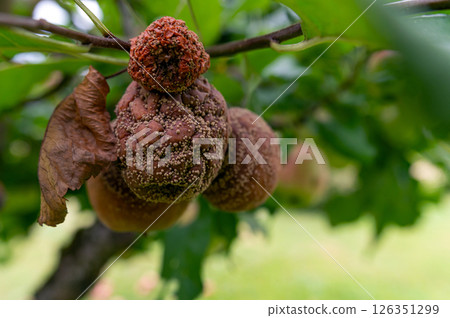 Damaged apples hang from a branch in the orchard 126351299