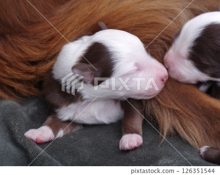A brown and white puppy is sleeping on its mother's back 126351544