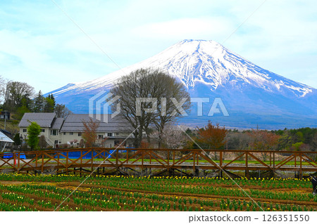 山中湖花城公園景觀 126351550