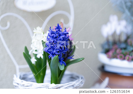 入口前盛開的三色風信子 126351634