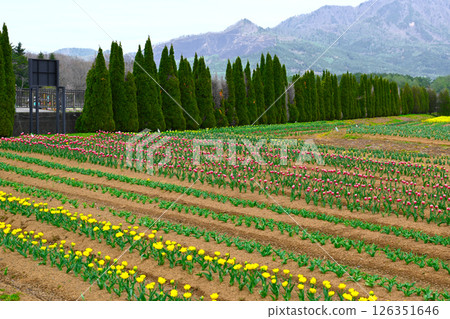 山中湖花城公園景觀 126351646