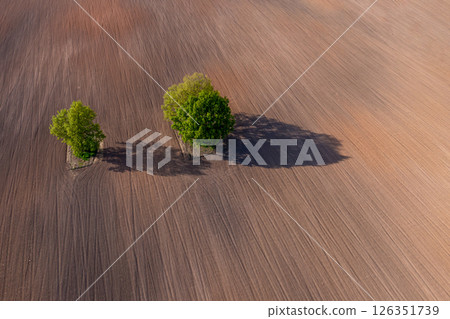 top down aerial view on a two trees in the middle of a cultivated field, field with tractor tracks top down aerial view on a two trees in the middle of a cultivated field, field with tractor tracks 126351739