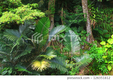 Okinawa Forest/CAVE OKINAWA (Uruma City, Okinawa Prefecture) 126351812