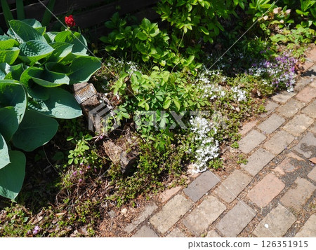 A garden surrounded by greenery and flowers 126351915