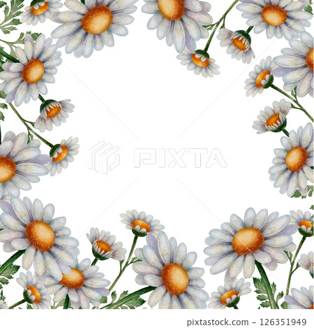 Chamomile flower frame illustration Chamomile flower frame illustration 126351949