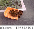 Scrub brush and hand winnowing basket 126352104