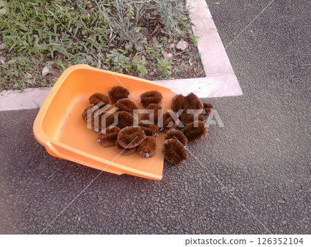 刷子和顛簸箕 126352104