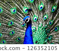 A dignified and proud peacock 126352105