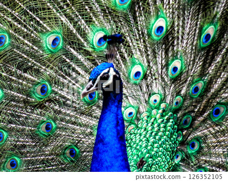 一隻高貴而驕傲的孔雀 126352105