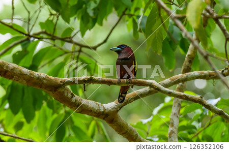 Bird perched on tree branch in tropical jungle 126352106