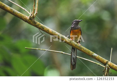 Small bird perched on slanted branch in jungle 126352153