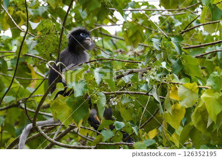 Dusky leaf monkey looking up in forest tree 126352195