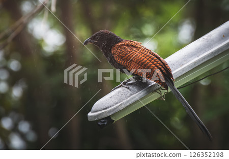 Brown bird on metallic bar in tropical area 126352198