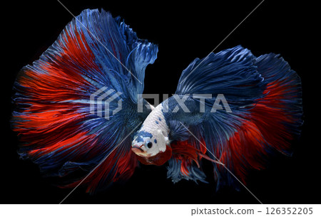 Fancy monster white head betta. 126352205