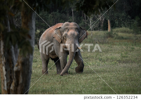 Wild elephant peeking from behind tree 126352234