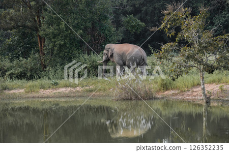 Wild elephant by water with reflection in forest 126352235