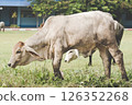 A cow grazing in a green field of grass and wooden building with trees on background. 126352268
