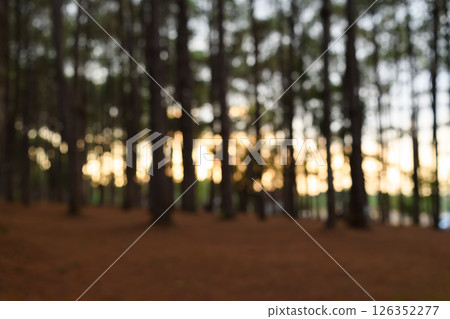 Blurred pine forest with glowing orange sunset Blurred pine forest with glowing orange sunset 126352277