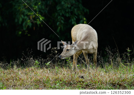 Sambar deer in profile standing on grassland 126352300