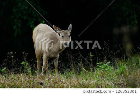 Sambar deer in profile standing on grassland Sambar deer in profile standing on grassland 126352301