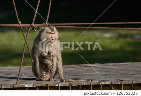 Mother monkey holding baby on suspension bridge 126352328