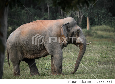Asian elephant standing in forest clearing 126352331