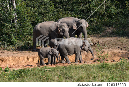 Elephant family group near forest edge 126352333