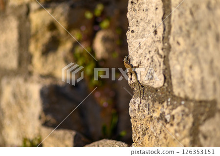 Remains of Historic Belgrade Fortress in Kalemegdan park in Belgrade, Serbia Remains of Historic Belgrade Fortress in Kalemegdan park in Belgrade, Serbia 126353151