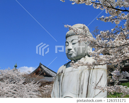 The Great Buddha of the cherry blossoms The Great Buddha of the cherry blossoms 126353171