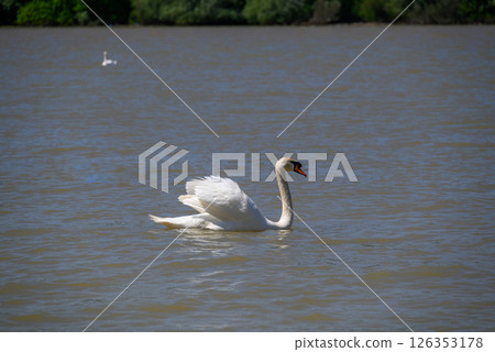 Beautiful elegant white swans swimming in Danube river in Belgrade, Serbia 126353178