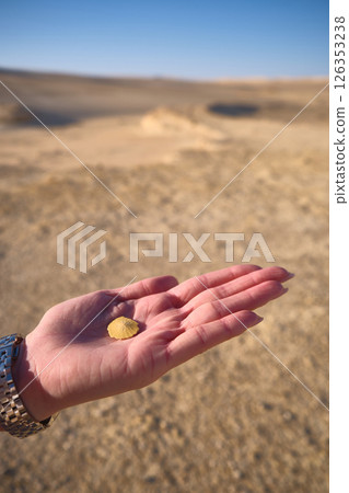 Shell on the palm Shell on the palm 126353238