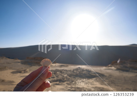 Shell in the hand 126353239