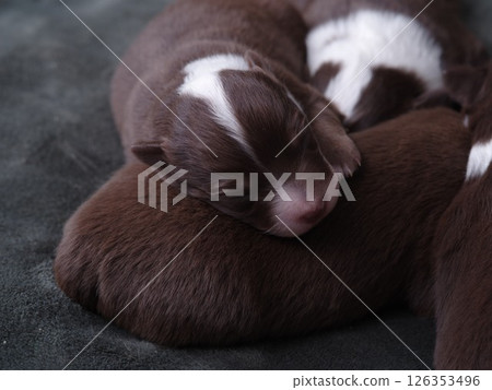 A group of puppies are sleeping on a blanket A group of puppies are sleeping on a blanket 126353496