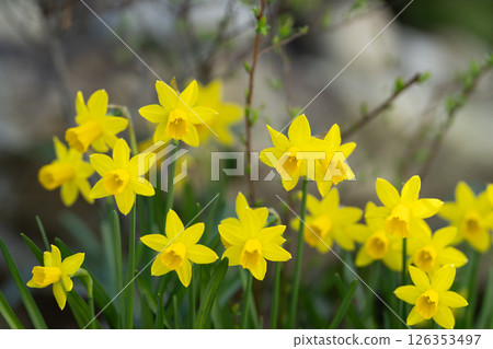 花園裡盛開的小黃水仙 126353497