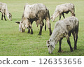 Cattle grazing peacefully in a green field. 126353656