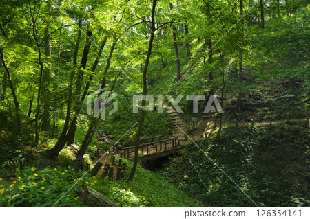 東京八王子市片倉城堡廢墟公園的新鮮綠色 126354141