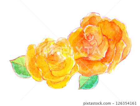 水彩插圖：歡快的黃玫瑰 126354161