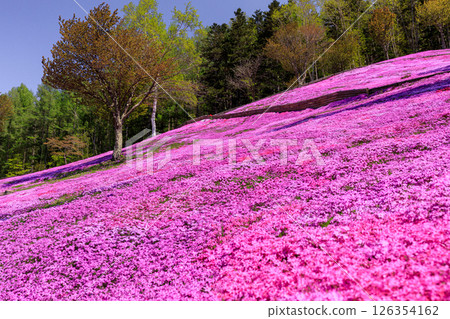 Takinoue Town, Hokkaido - Japan's largest cluster of moss phlox invites you into a dream world at Shibazakura Takinoue Park [May] 126354162