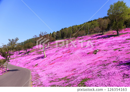 北海道瀧上町 - 日本最大的芝櫻群落，帶你走進芝櫻瀧上公園的夢幻世界 [5月] 126354163