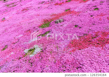Takinoue Town, Hokkaido - Japan's largest cluster of moss phlox invites you into a dream world at Shibazakura Takinoue Park [May] 126354164