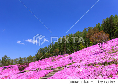 Takinoue Town, Hokkaido - Japan's largest cluster of moss phlox invites you into a dream world at Shibazakura Takinoue Park [May] 126354166