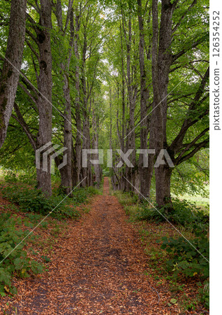 Tranquil tree-lined pathway through lush greenery during autumn in a serene forest Tranquil tree-lined pathway through lush greenery during autumn in a serene forest 126354252