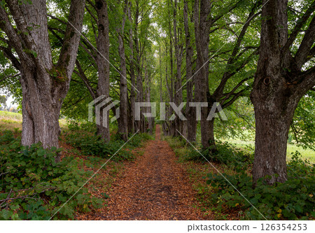 A peaceful path flanked by tall trees with vibrant leaves and scattered autumn foliage. A peaceful path flanked by tall trees with vibrant leaves and scattered autumn foliage. 126354253