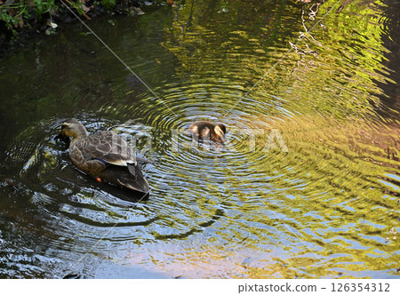 Parent and child of kalgamo 126354312